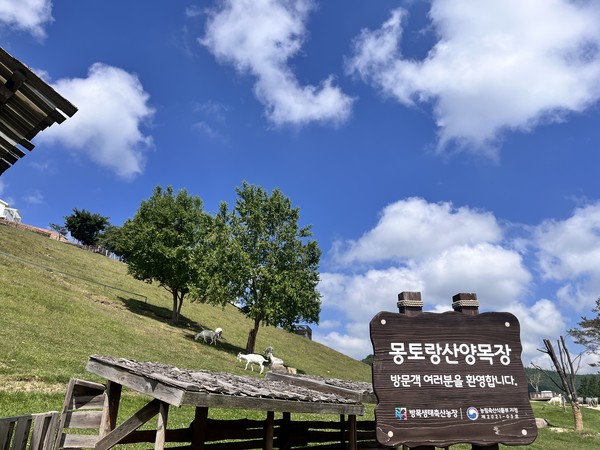 유산양들이 여유롭게 풀을 뜯는 평화로운 풍경