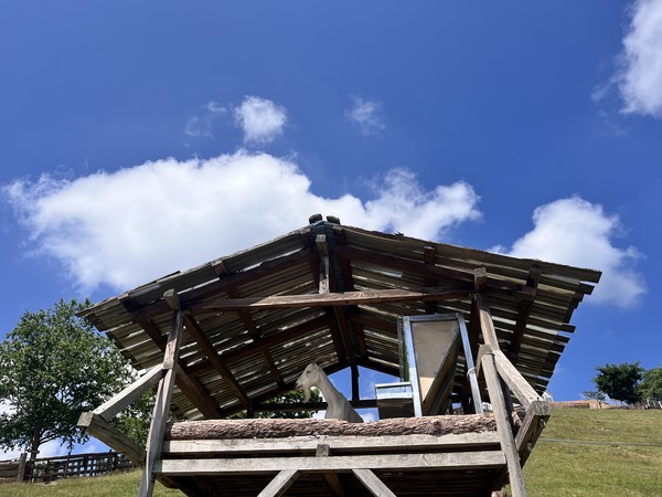 에헴! 여긴 나의 전망대,,긴 수염의 유산양